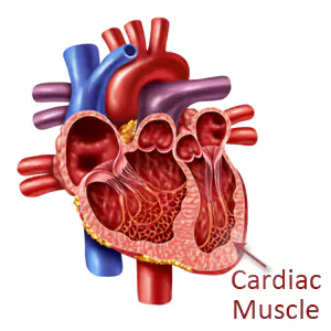 Heart