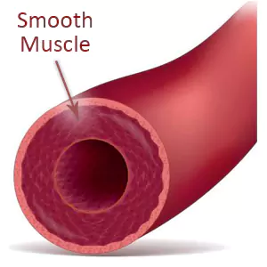 Blood vessel