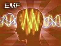 EMF exposure of Vibration plate