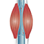 skeletal muscle pump animation